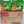 Load image into Gallery viewer, Indomie Vegetable Flavour Soup Noodle 40 Packs